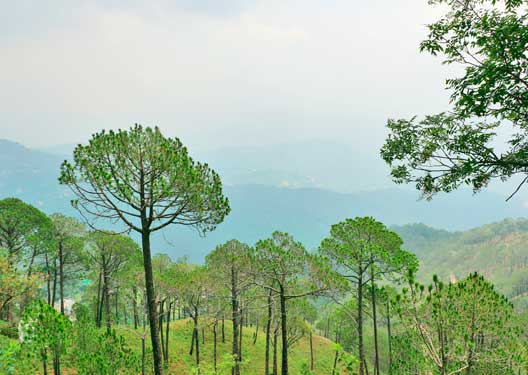 traveldilse-Magical Kasauli